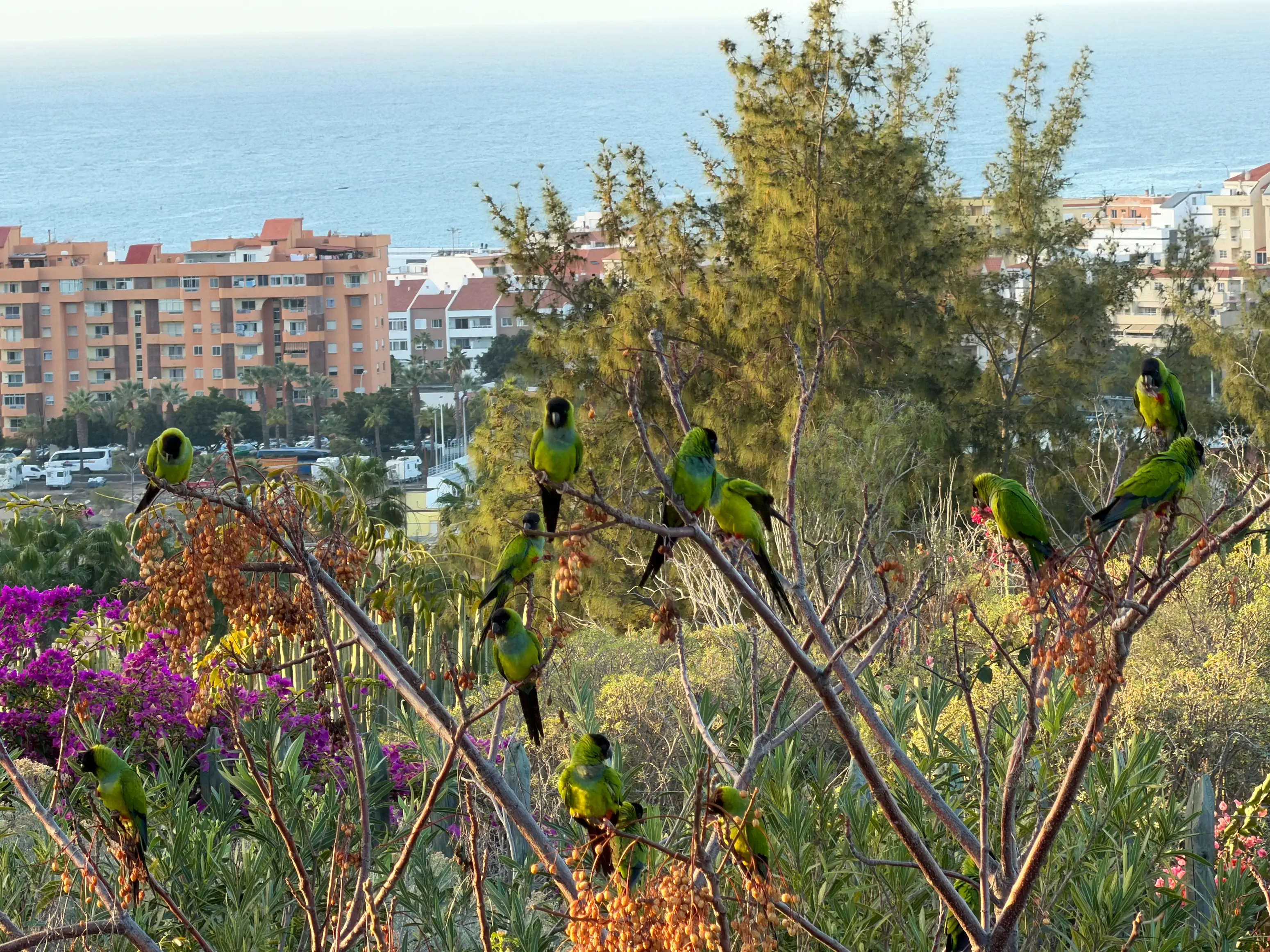 Stado zielonych dzikich papug siedzących na gałęziach drzewa z widokiem na apartamentowce i ocean w tle