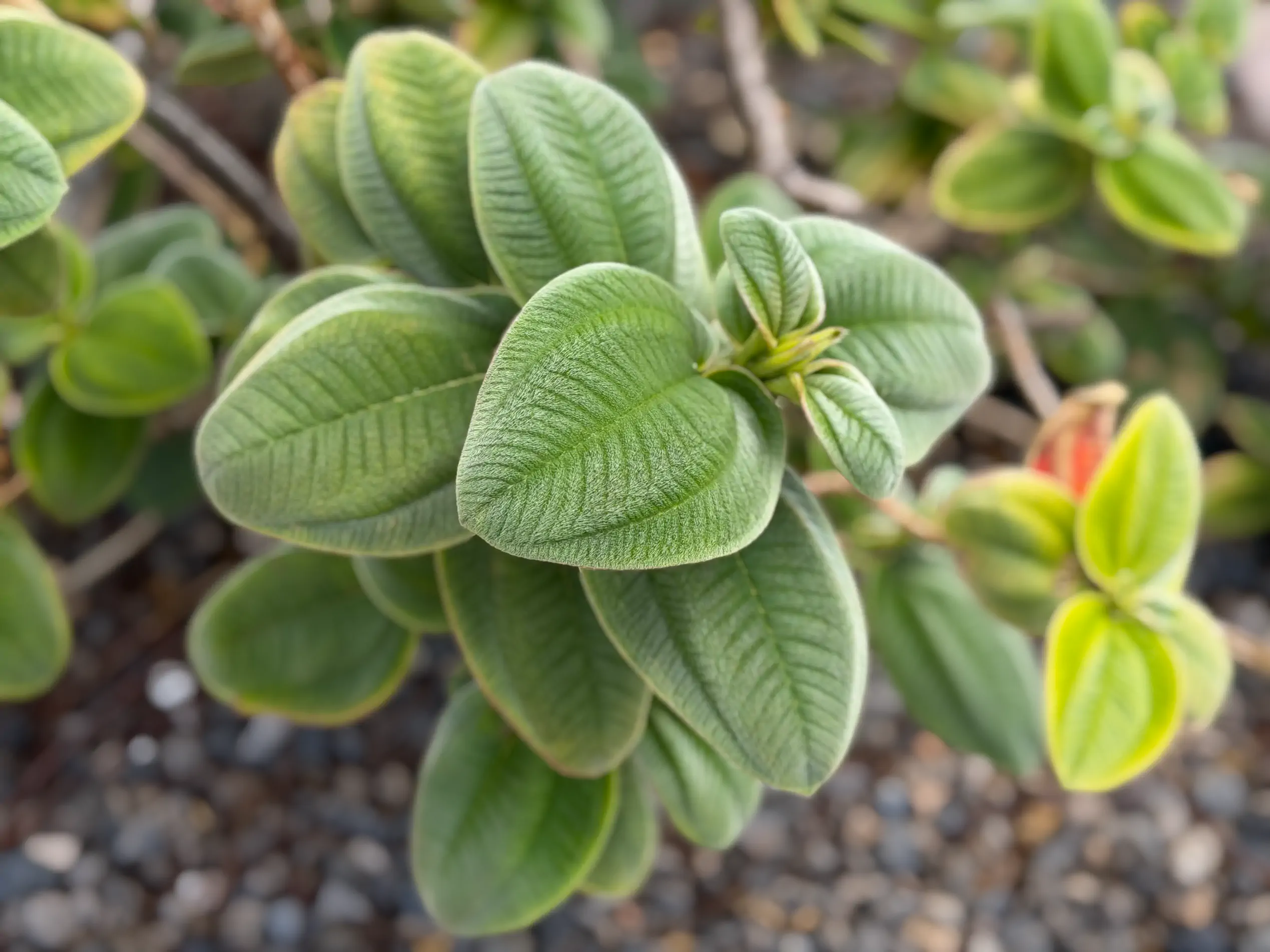 Zbliżenie na zielone, egzotyczne liście rośliny na Teneryfie