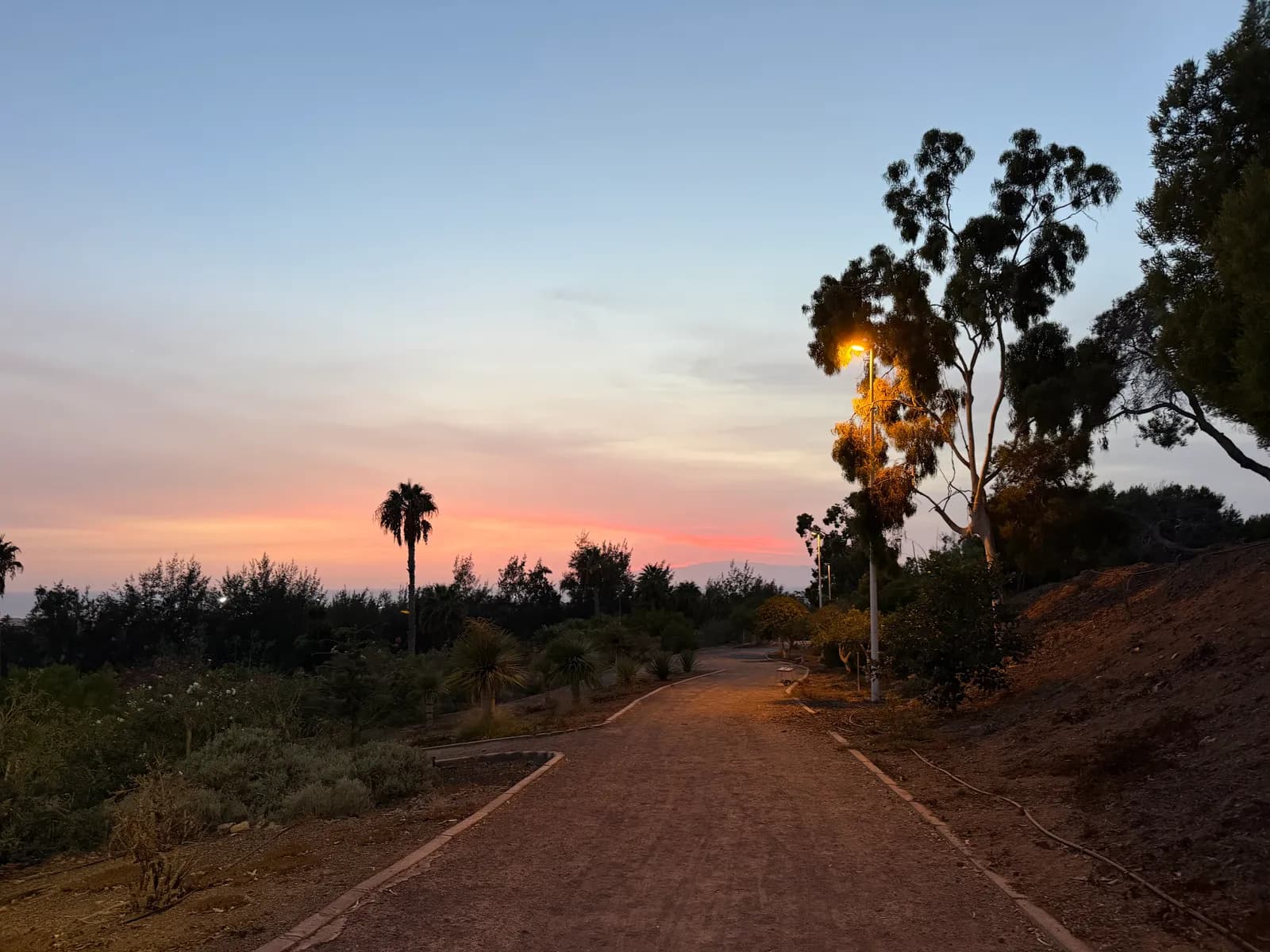 Ścieżka spacerowa nad Los Cristianos o zachodzie słońca, eukaliptusy, palma i zapalona latarnia